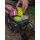 Fox Aquos Camo bait storage  L