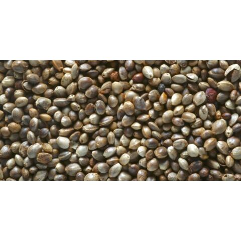 Hanfsamen 20kg High Quality