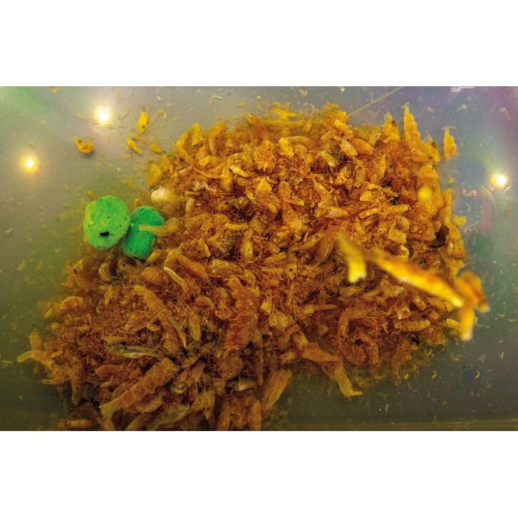 My Baits Destruction Seafood