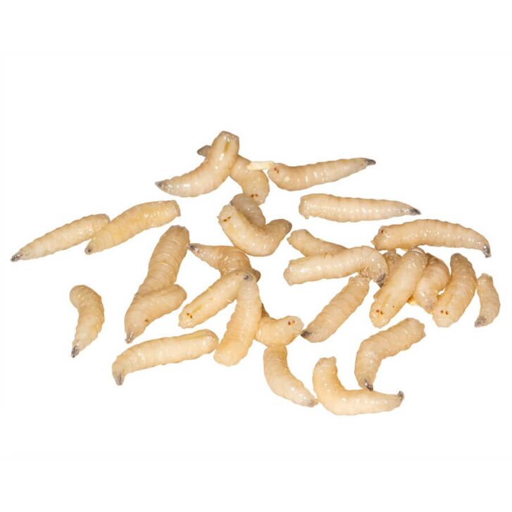 Fleischmaden Lebend 250ml Farbig