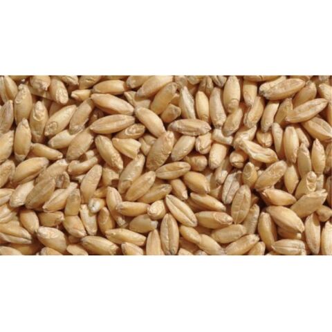 Weizen gereinigt  25kg