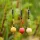 One More Cast Lock Hook Ronnie Boys Hi-Viz Pack Size 4 Barbed
