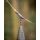 Fox Edges Camo Tubing Leadclip Ready Rigs Size 7 3pcs