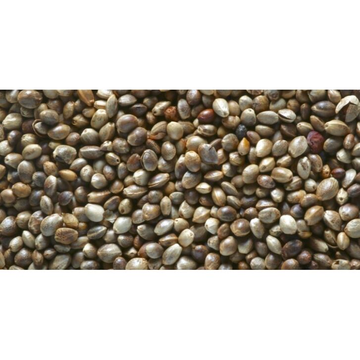 Hanfsamen 5 kg High Quality