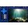 Carp Royal Falcon mit Unterwasserkamera