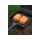 Fox Cookware Multi-Pan