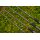 Preston Supera X Distance 4.2m Feeder