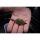 Sonubaits PRO G/Bait-THATCHERS Green (900gr)