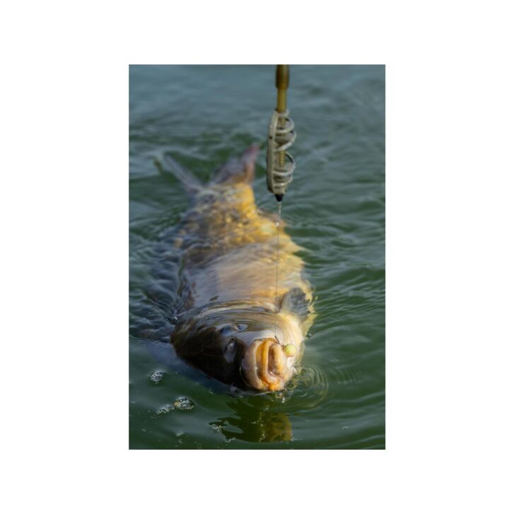 Sonubaits Spikeum Wafter Meaty Mussel