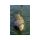 Sonubaits Spikeum Wafter Meaty Mussel