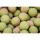 Sonubaits Spikeum Wafter Meaty Mussel