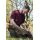 Korda TK Digi Kamo Tee Burgundy