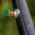 Preston Roller Pulla Bush -