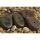 Korda COG Flat lead 4 Oz - 112 gr